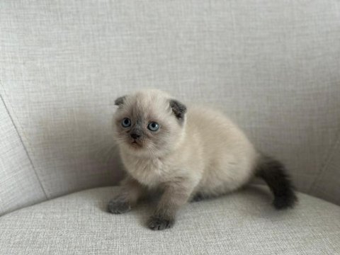 Ev ortamında büyümüş eşsiz güzellikte scottish fold yavrular