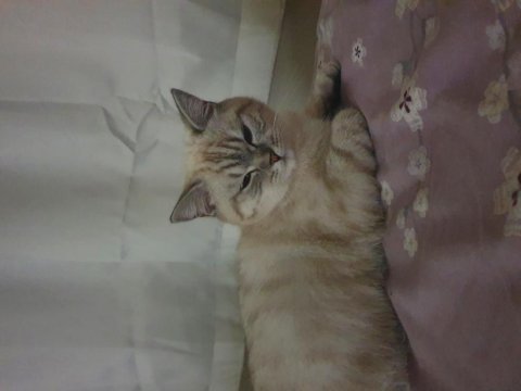British shorthair kızım