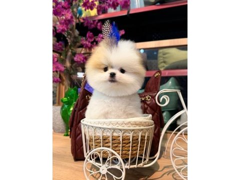 Sağlık ve ırk garantili pomeranian köpeği
