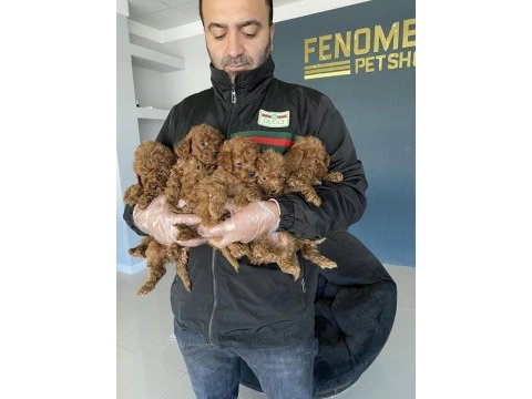 Show kalite orjinal toy poodle yavrular ankara