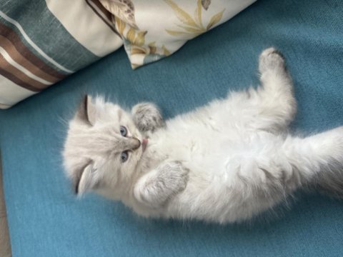 1.5 aylık british longhair mavi gözlü yavru