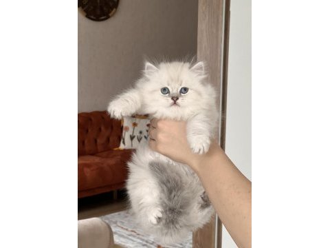 Blue point mavi göz british longhair yavrum