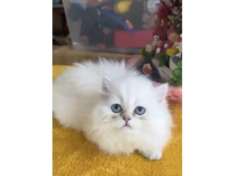 Acil ve ücretsiz sahiplendirme british longhair