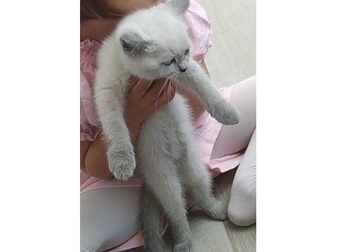 British shorthair blue point