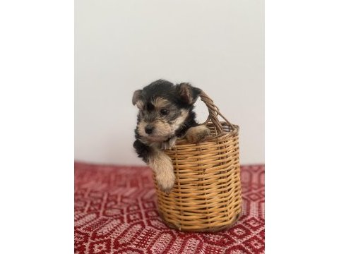 Teacup yorkie baby