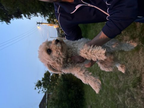 9 aylık dişi köpeğimiz yeni yuvasını arıyor
