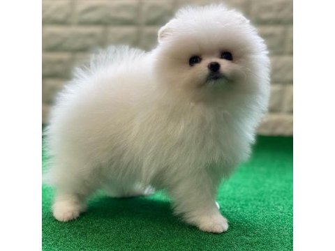 Teddy bear pomeranian yavruları