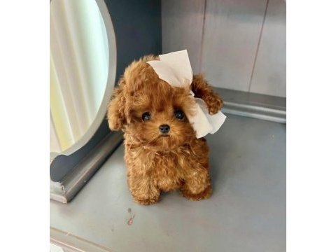Orjınal poodle yavrum