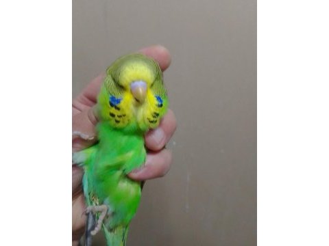 Jumbo erkek muhabbet kuşu bebekler