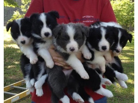Border collie yavrularımız evinizin neşesi olacaktır