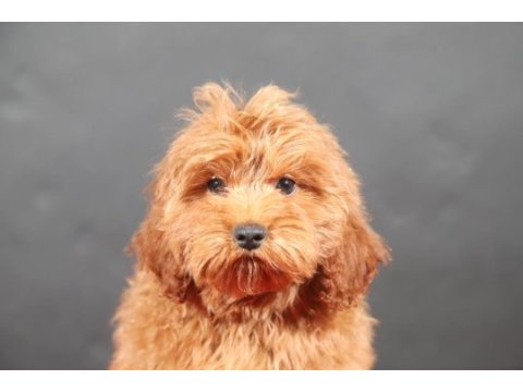 14 şubat doğumlu maltipoo oğlumuz