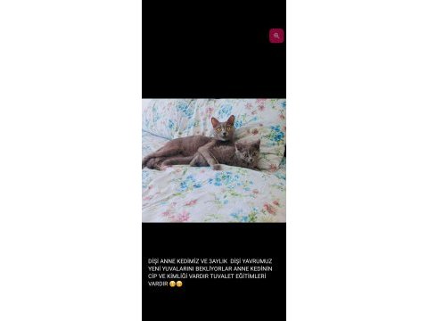 Kedilerimiz yeni yuvasını bekliyor