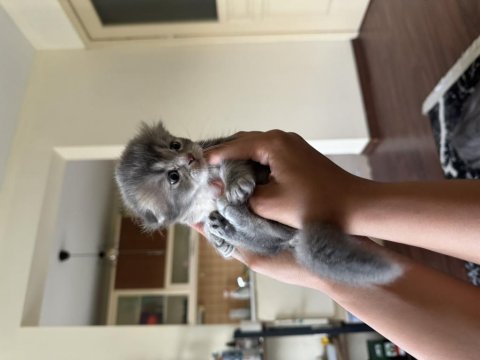 Yavru scottish fold kedilerime yuva arıyorum