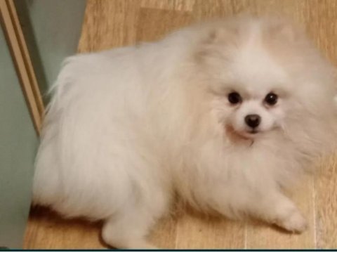 Orjinal yurt dışından pomeranian