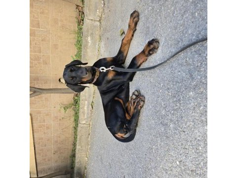 İzmir teslime hazır a kalite doberman