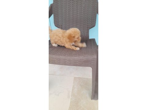 Sevimli poodle yavruları