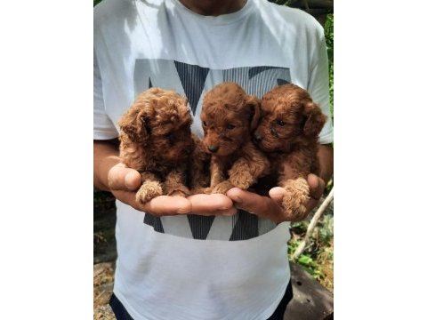 Tatlı ırk garantili korekan poodle yavrularımız