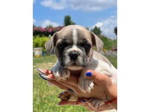 Merhaba ben coco bulldog