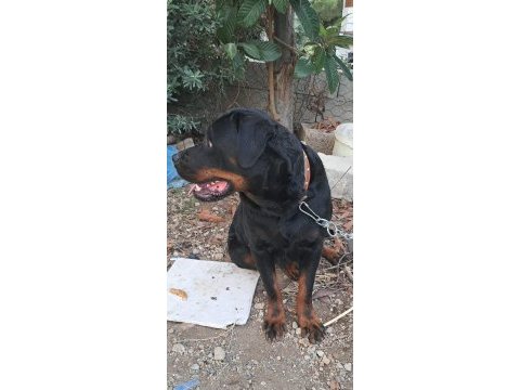 Erkek ve dişi rottweiler hatay da