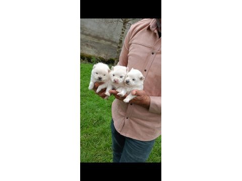 Spitz köpekler (pomeranian spitz)