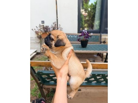Adana safkan pug sahibini arıyor son 3 yavru