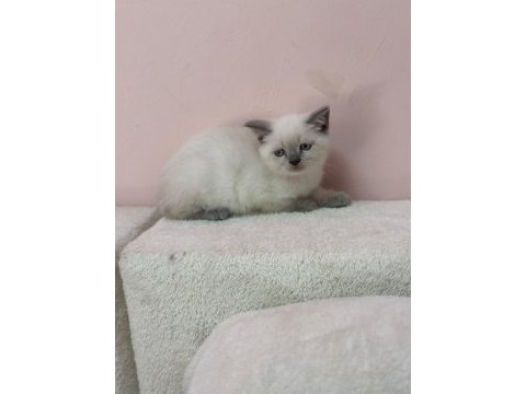 A+ kalite british shorthair bebeğimiz