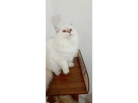 British longhair yakışıklı prens adayı