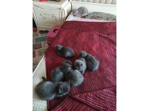 Yavru kedilerimiz yeni yuvalarını gitmeye hazırlar