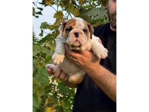 Bulldog ırkının en iyi detayları