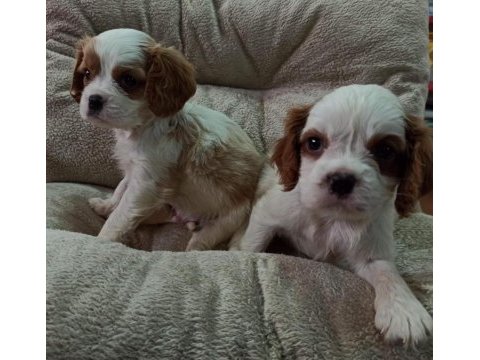 Cavalier king charles yavrular