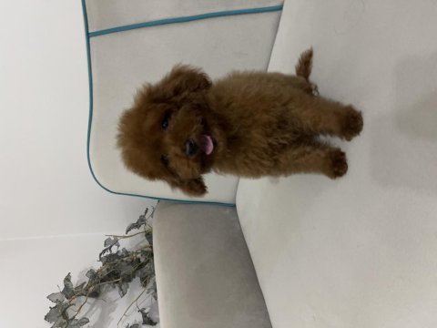 Kore yavru poodle düşünen ulaşabilir