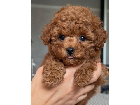 Veteriner kontrollü çok özel toypoodle yavrularımız 