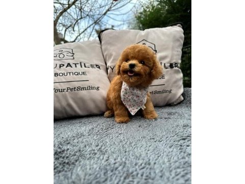 Kalitesi karakterine yansımış toy poodle yavrumuz