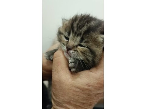 Scottish fold yavrular