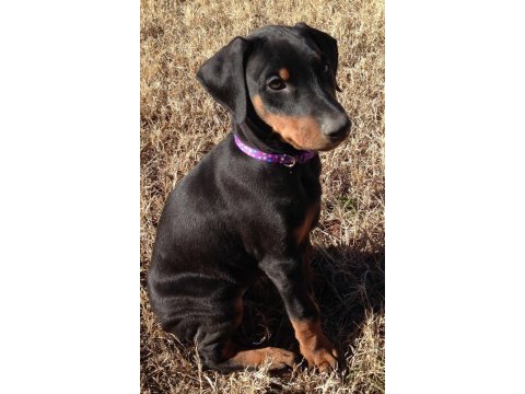 A kalite doberman bebekler