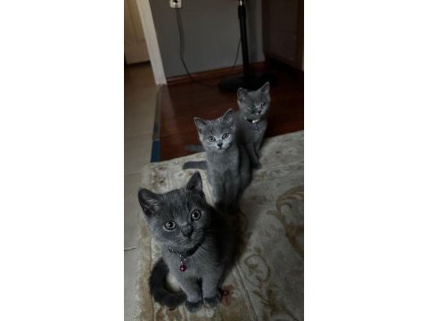 4 aylık sevimli oyuncu british shorthair yavrular