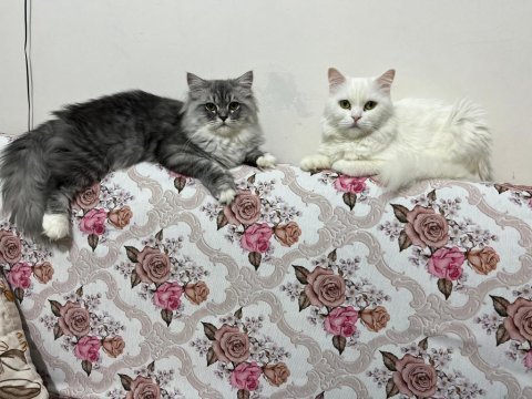 British longhair 3 yaşında