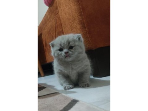 Dişi ve oyuncu ve insan canlısı scottish fold