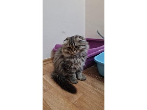 Scottish fold longhair