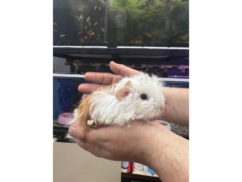 Guinea pig yavrularımız adrese teslim