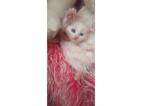 British shorthair kedisi