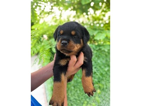 Üst kalite fcı-kıf kayıtlı scr li rottweiler yavrularım