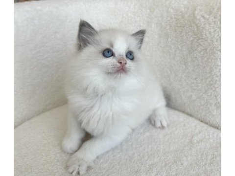 Safkan 2.5 aylık dişi ragdoll