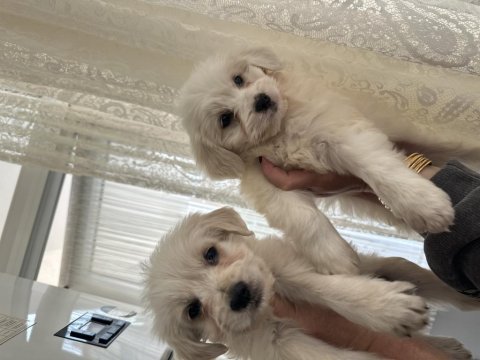 Türkiyede nadir bulunan bichon frise