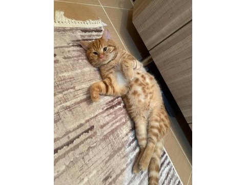 Behlül - 1 yaşında scottish shorthair