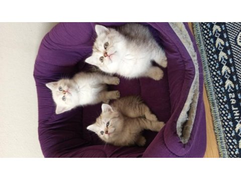 British shorthair yavrularımız yeni yuvasını arıyor