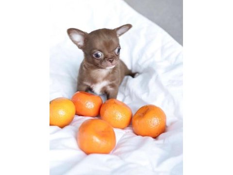 Birbirinden güzel safkan chihuahua yavrularımız