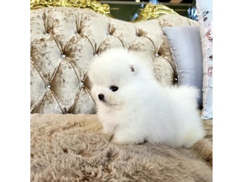 Ayicik surat boo pomeranian yavrularımız