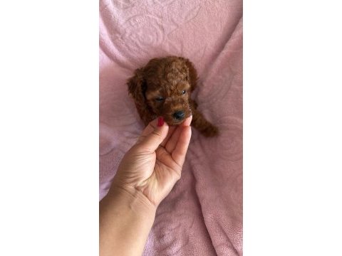 Toy poodle bebeklerimiz