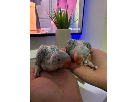 Bebek alexander full elcik